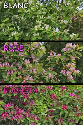 fleurs_bloom_664