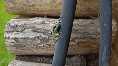 amphibien_grenouille_frog_664