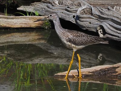 echassier_heronidae