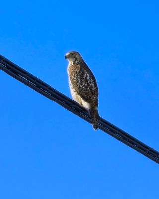 oiseaux_rapace_raptor_664