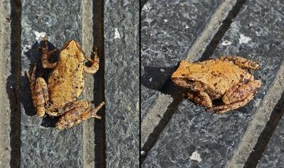 amphibien_grenouille_frog_664