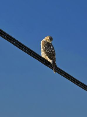 oiseaux_rapace_raptor_664