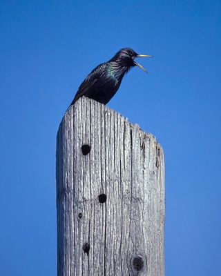 oiseau_passereaux