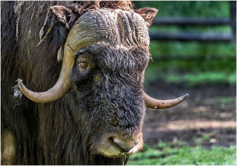 Musk Ox