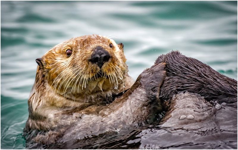 Sea Otter 3