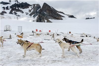 Sled Dogs