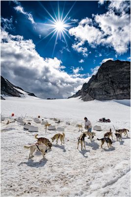 Sled Dogs on Glacier