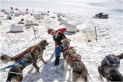 Sled Dogs competing for Attention