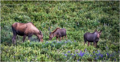 Cow Moose with Calves