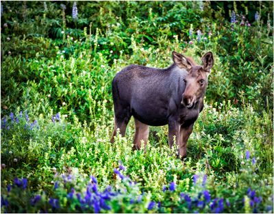 Curious Moose Calf