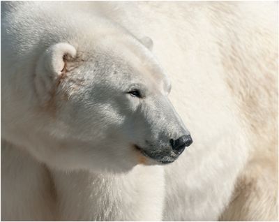 Polar Bear