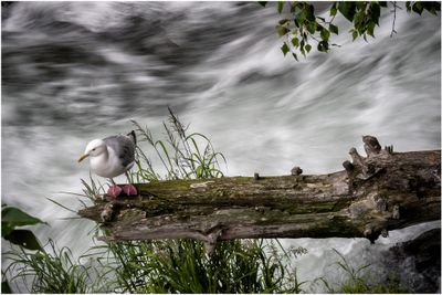 Seagull on Russian River