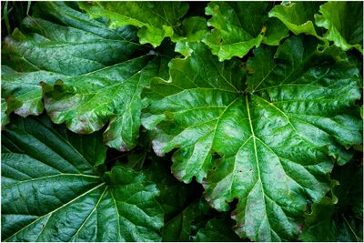 Garden Plants