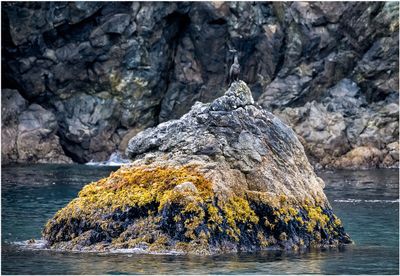 Shoreline Wildlife