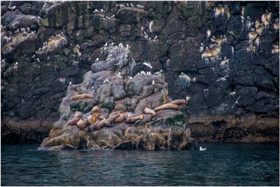 Lounging Sea lions