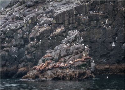 Sea Lions
