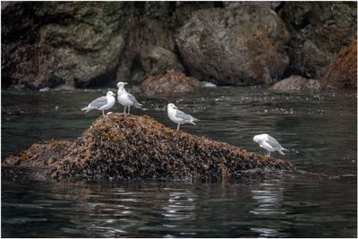 Seagulls