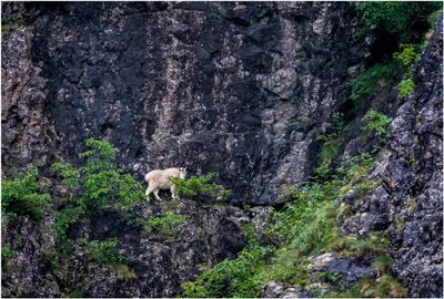 Mountain Goat