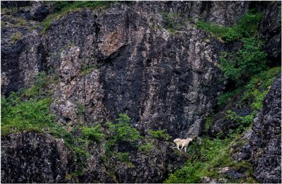 Mountain Goat