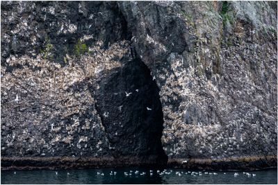 Lots of Seagulls