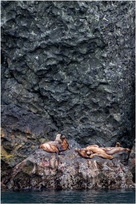 Lounging Sea lions