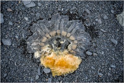 Beached Jellyfish