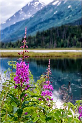 Fireweed
