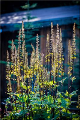Flowering Plants