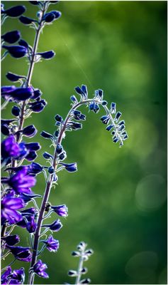 Flowers in Morning Light