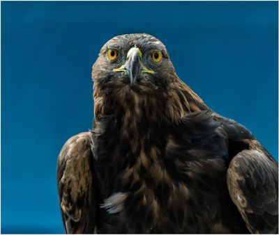 Golden Eagle I
