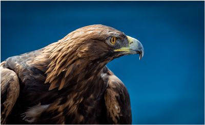 Golden Eagle II