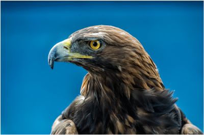 Golden Eagle III