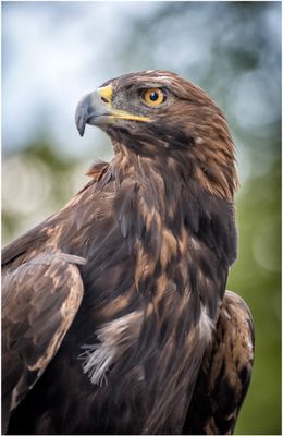 Golden Eagle IV