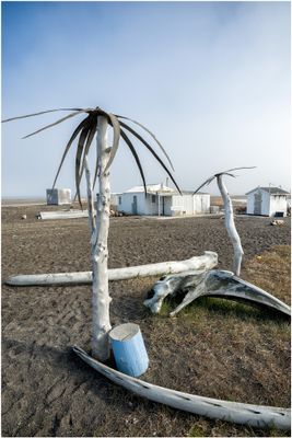 Arctic Palm Trees