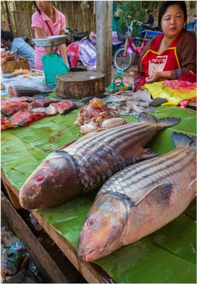 Fish For Sale