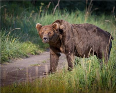 Large Male Brown Bear 2761