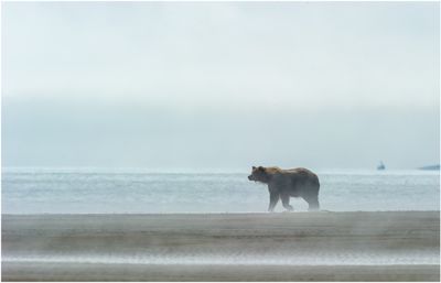 Walking the Mud Flats 2798