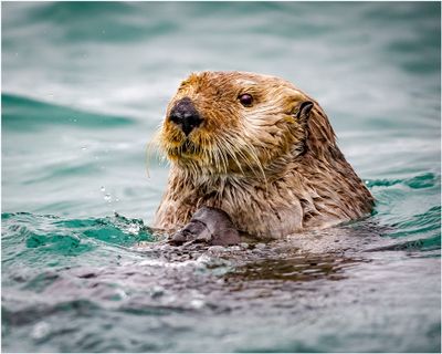 Sea Otter 2
