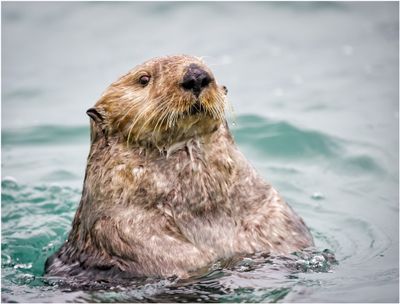 Sea Otter
