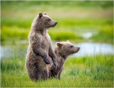 Spring Brown Bear Cubs On Alert