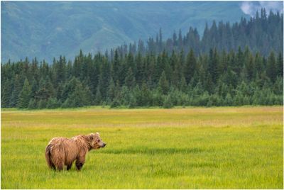 Grazing on Sedge 718