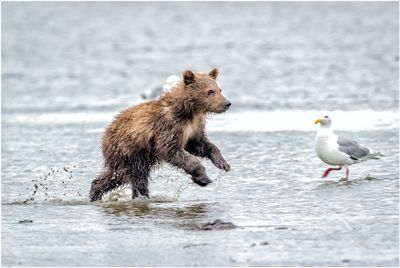 Brown Bear Cub