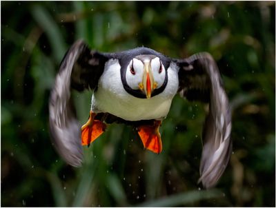 Horned Puffin Launching