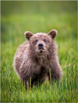 Brown Bear Cub, Sniffing out the Human