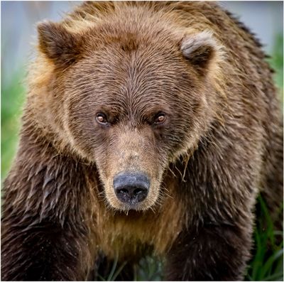 Brown Bear Stare Down
