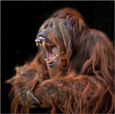 Orangutan_4358