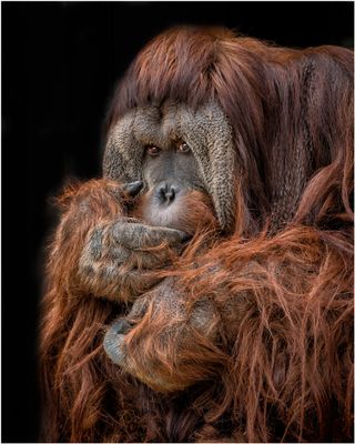 Orangutan_4359
