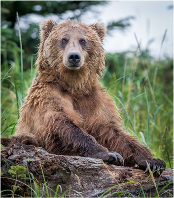 Brown Bear 1643