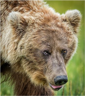Brown Bear Up Close
