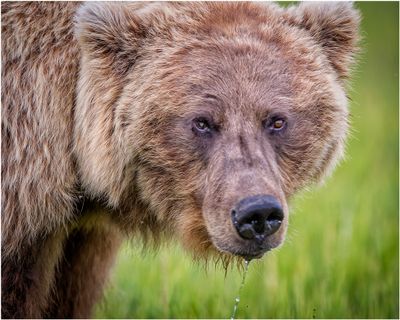 Brown Bear Up Close